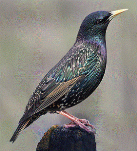 European starling, S. vulgaris